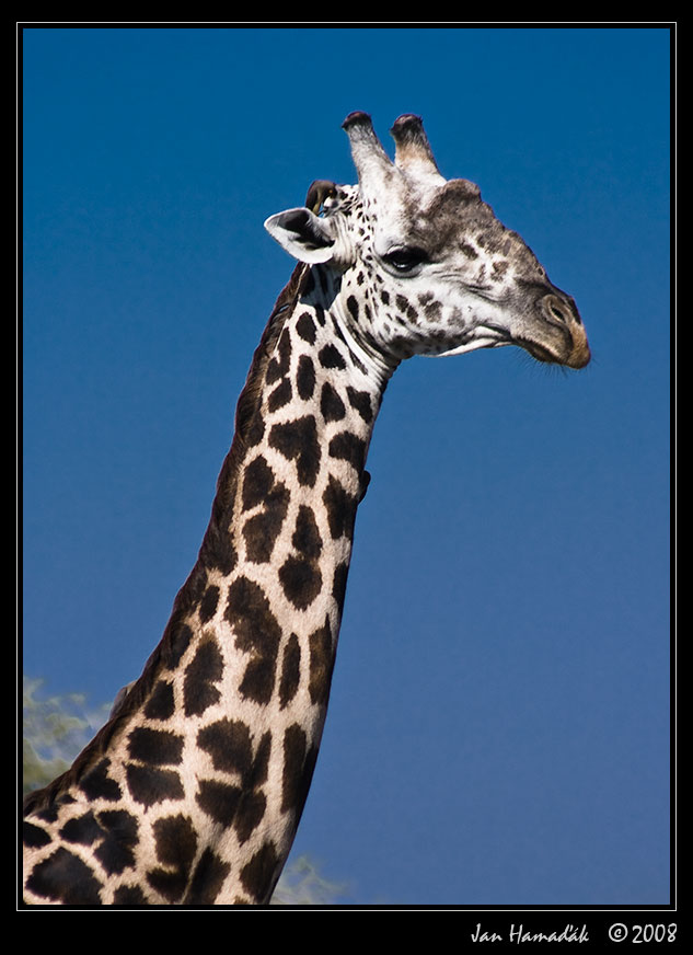 15_thorni_girafe.jpg