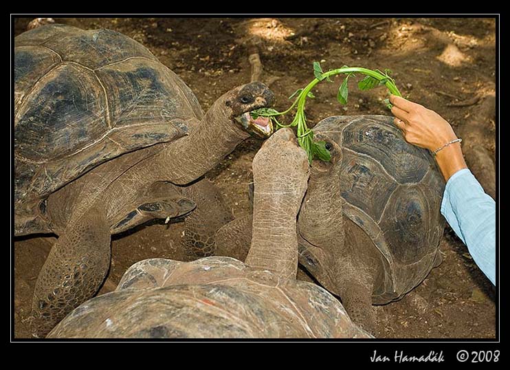 zanzibar_giant_tortoise.jpg