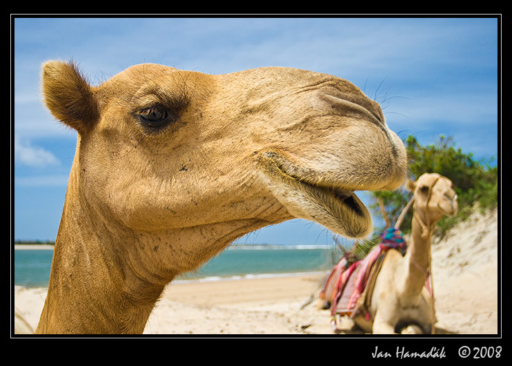 19_camels.jpg