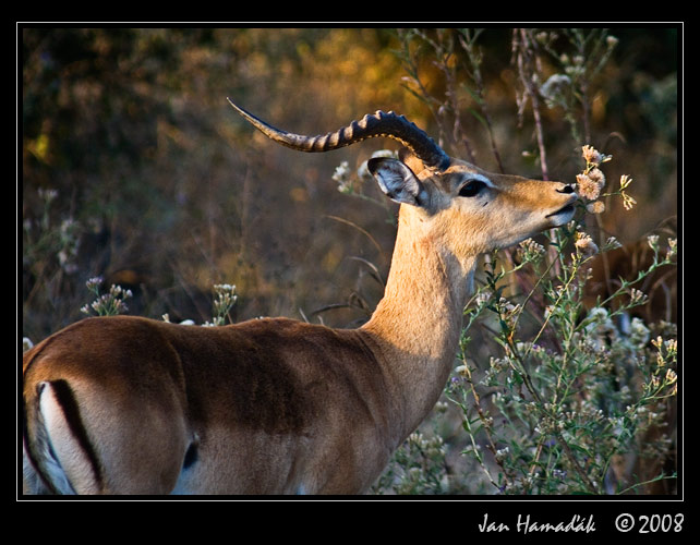 14_zambie_south_luangwa.jpg