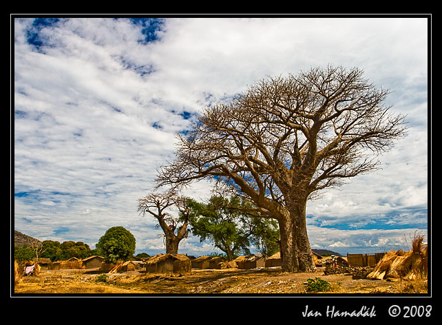 10_malawi_capemac_baobab.jpg