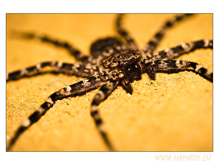 05_zambia_spider.jpg