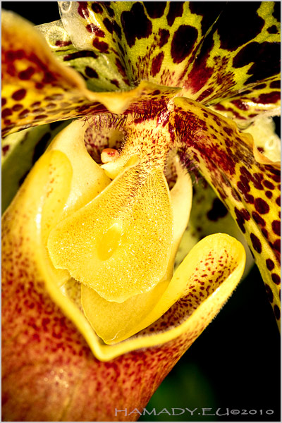 01_paphiopedilum.jpg