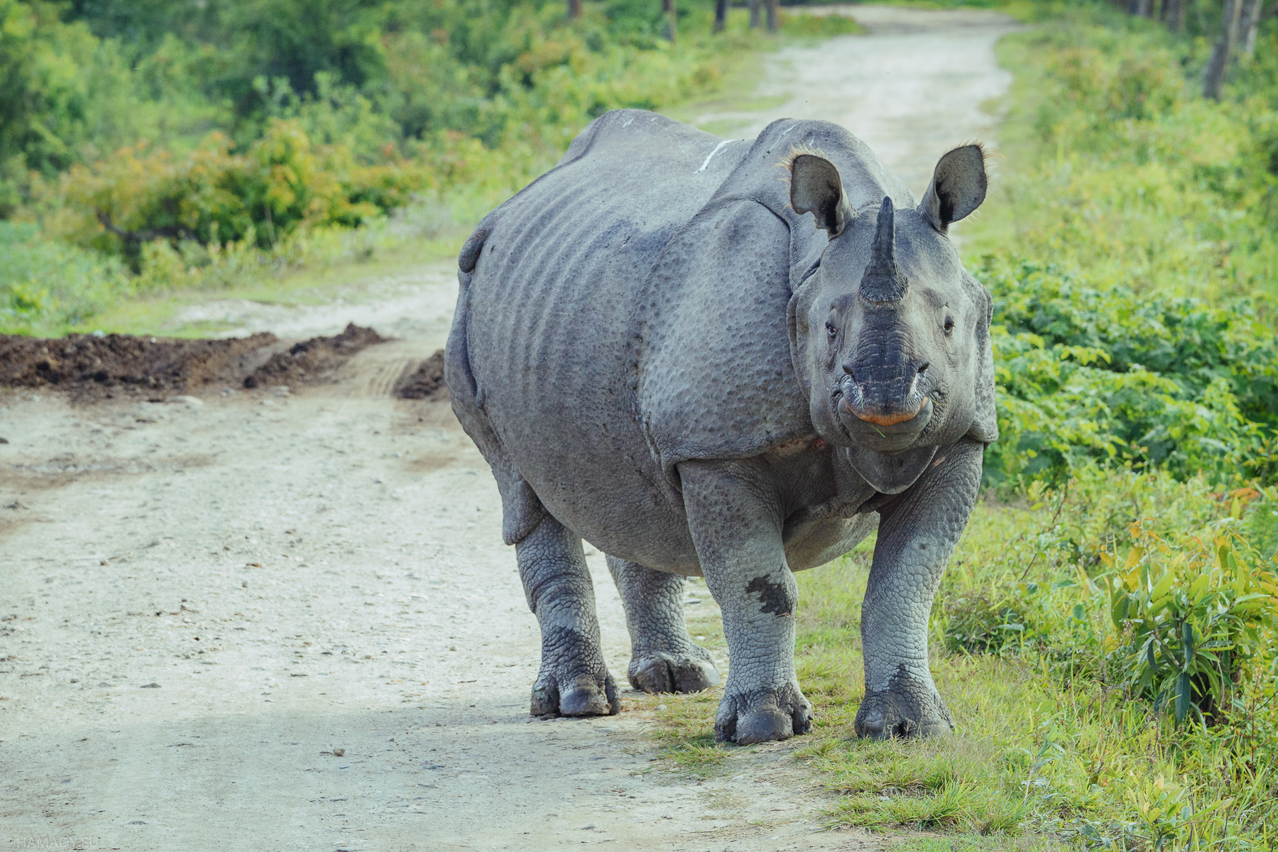 20190405_kaziranga-0068