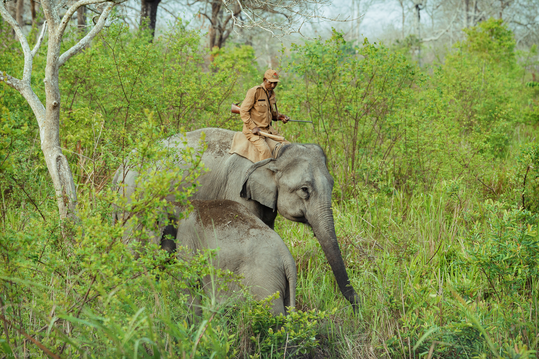 20190405_kaziranga-0079