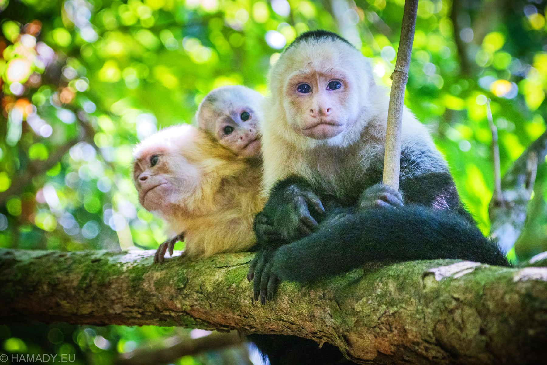 20210313-manuel-antonio-5357