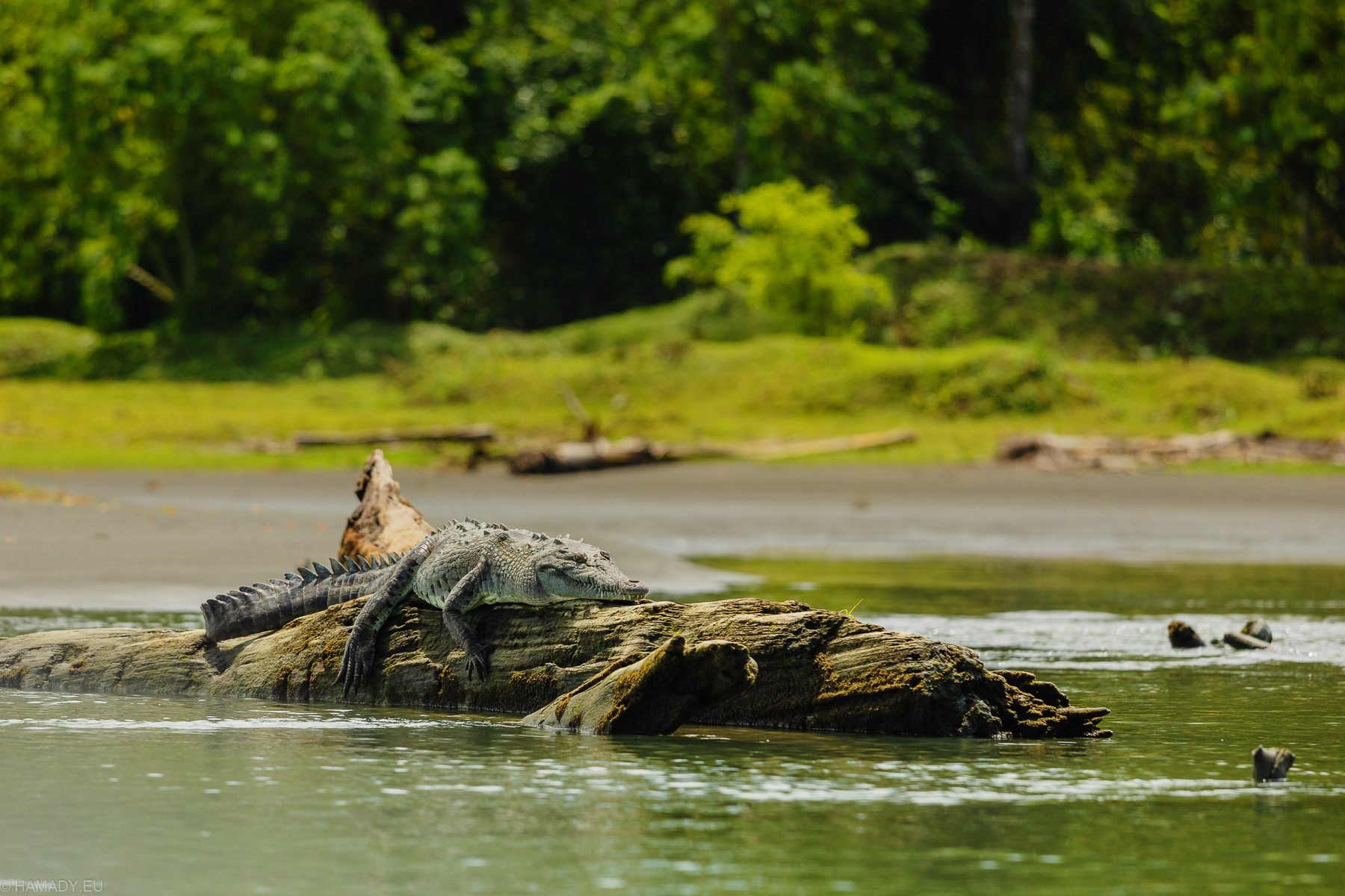 20210303_tortuguero-4142