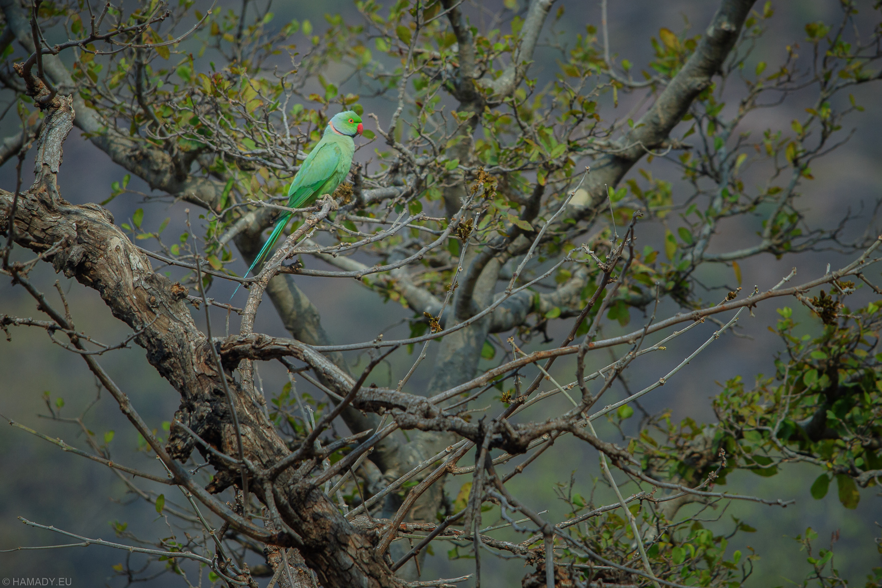 20190417-ranthambore_np-2161