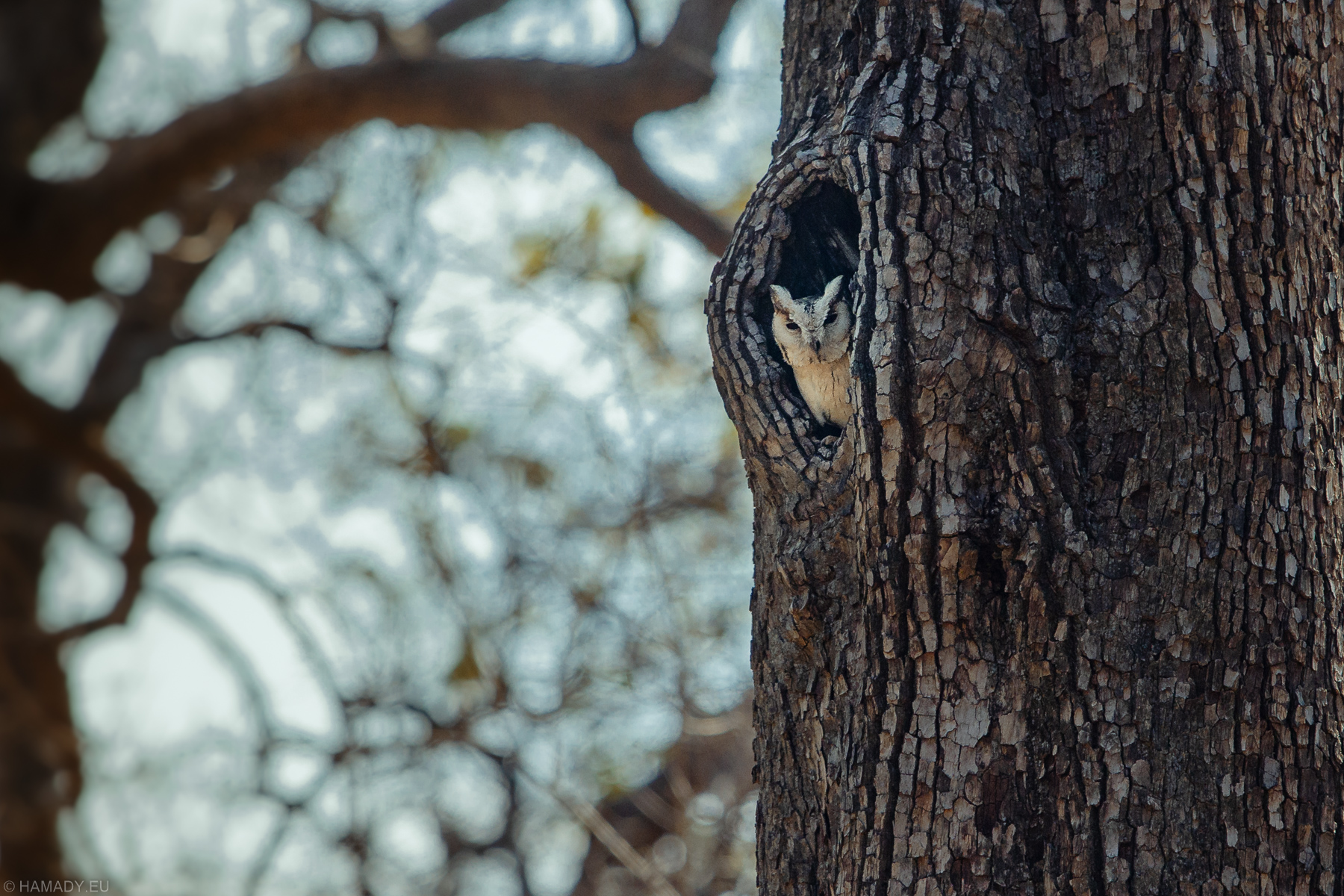 20190417-ranthambore_np-2148