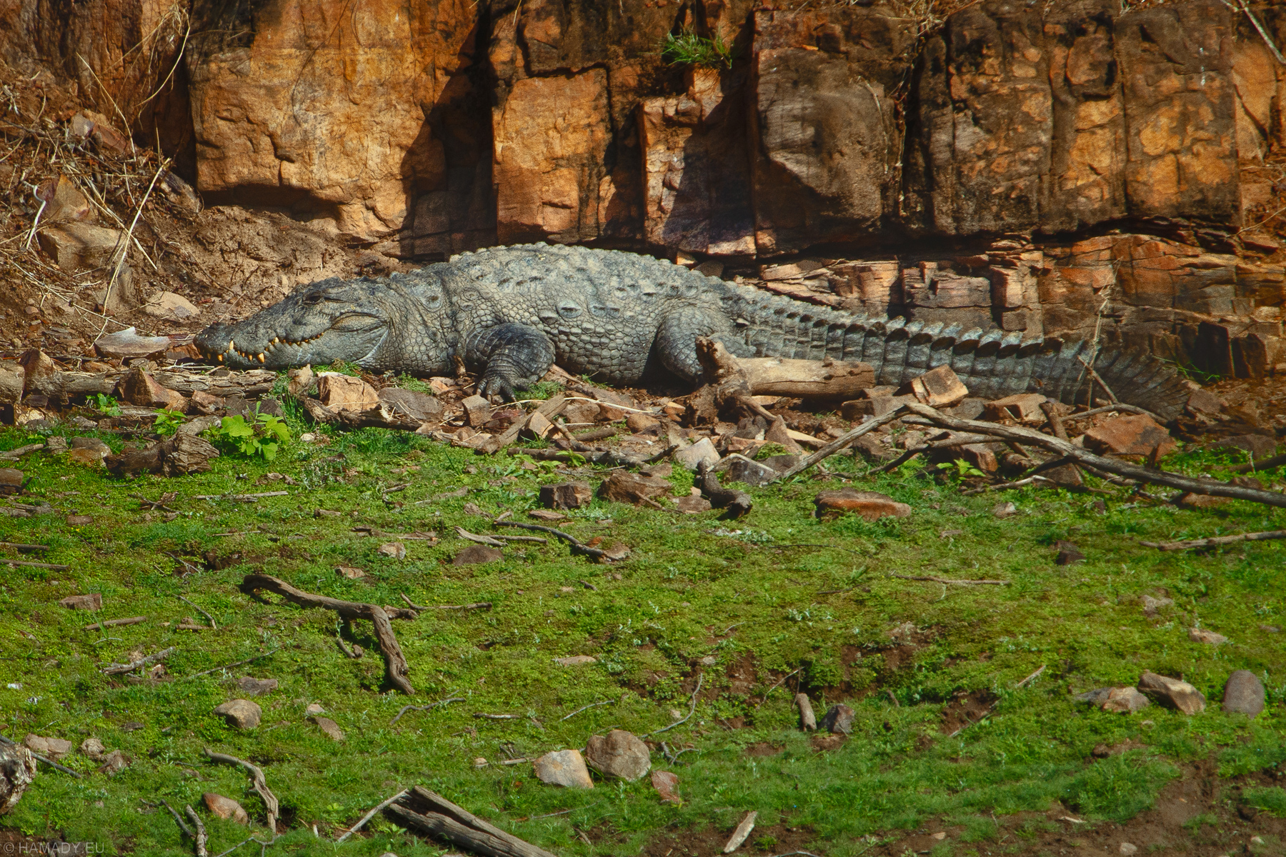 20190417-ranthambore_np-2343-