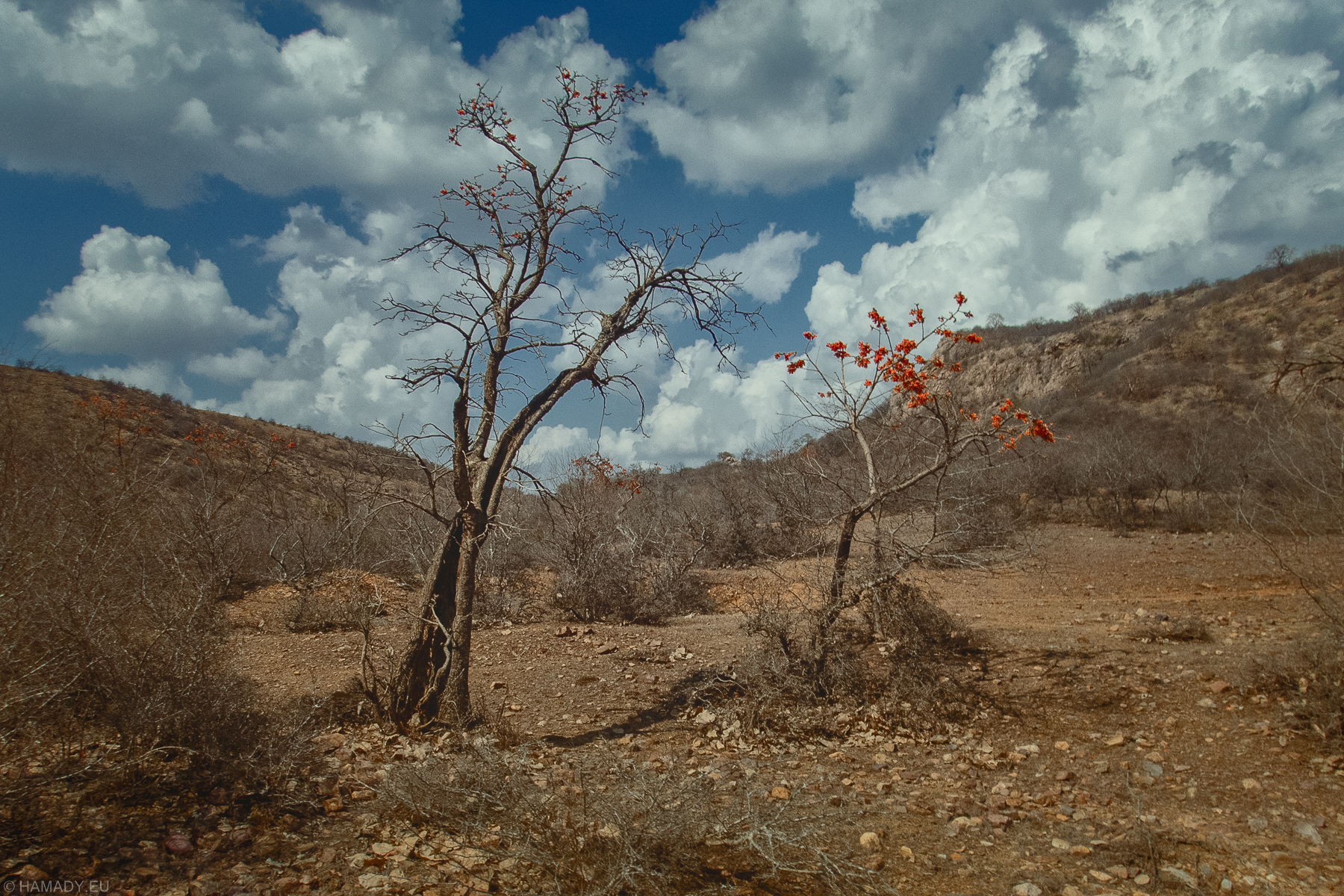 20190417-ranthambore_np-0631-