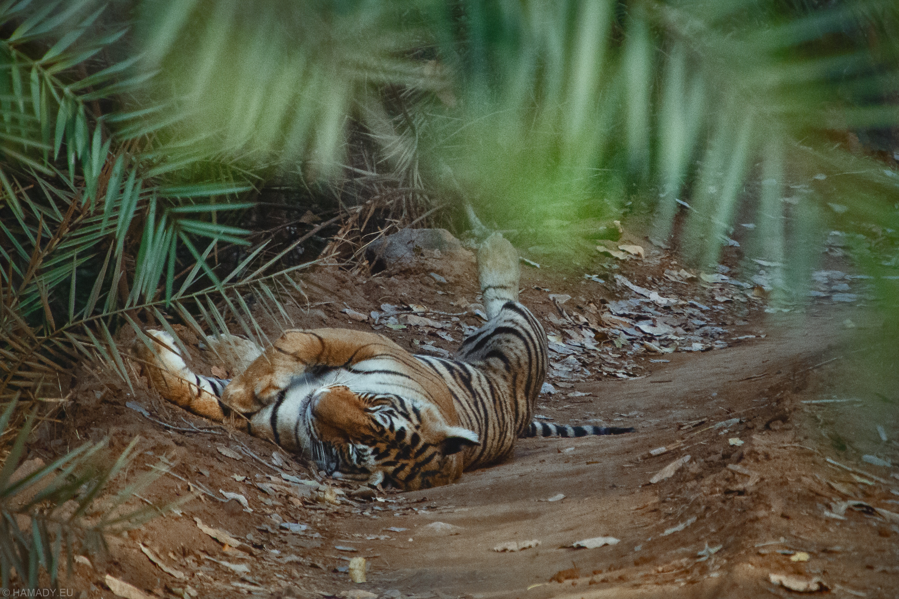 20190417-ranthambore_np-2456-