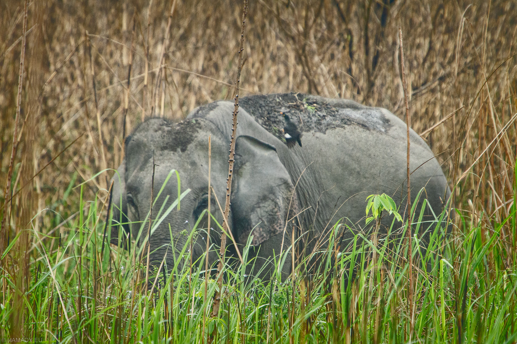 20190405_kaziranga-9762-2