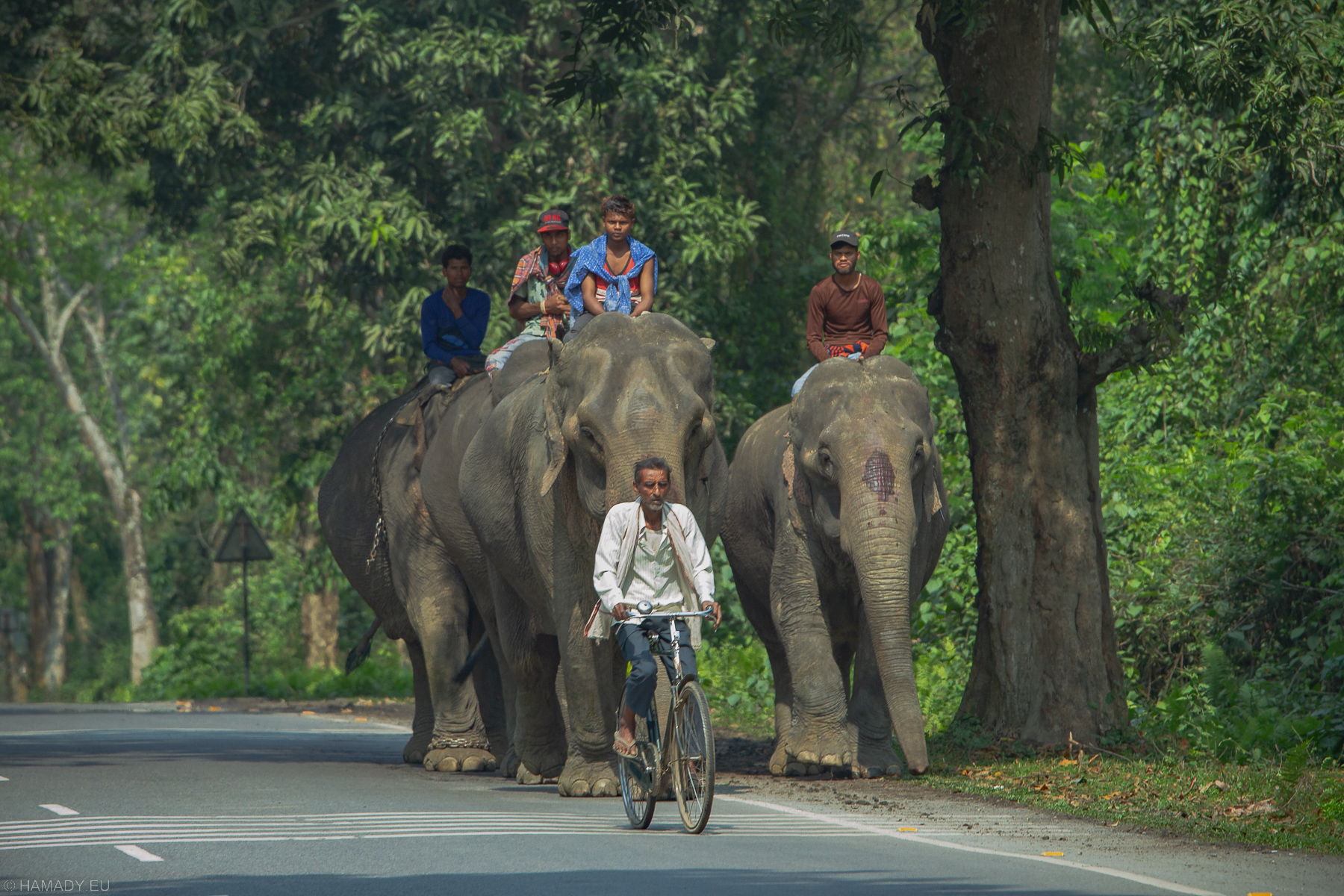 20190405_kaziranga-9856