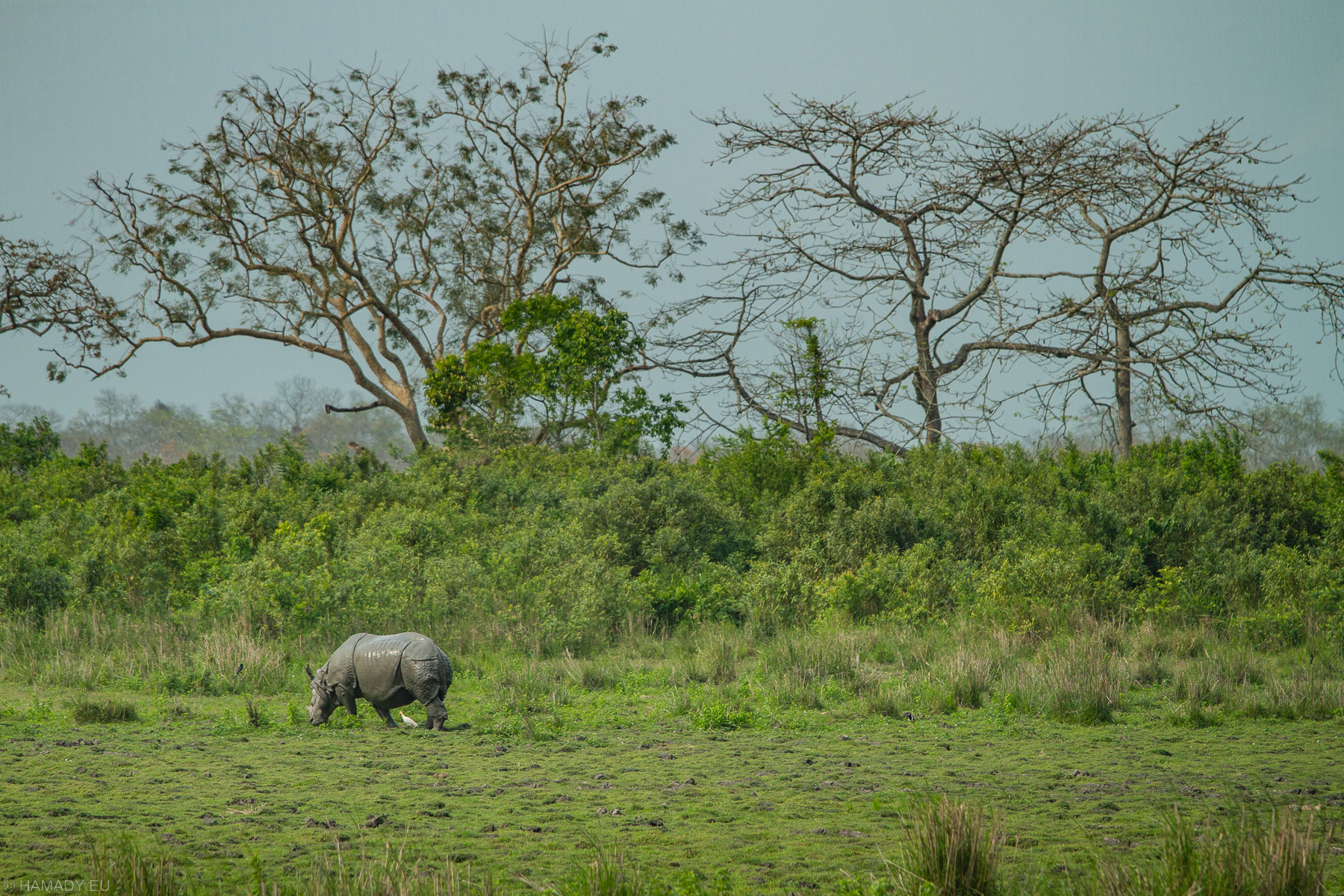 20190405_kaziranga-9864