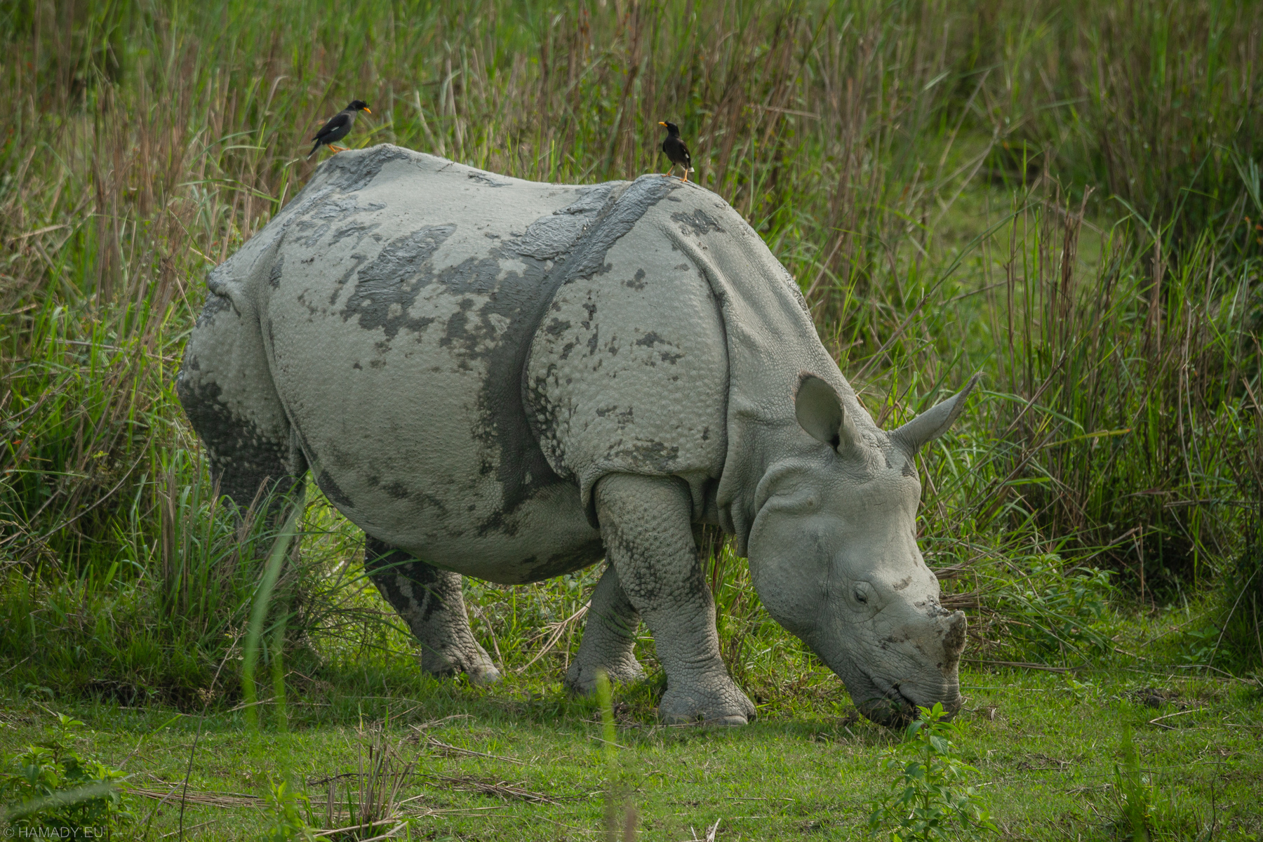 20190405_kaziranga-9889