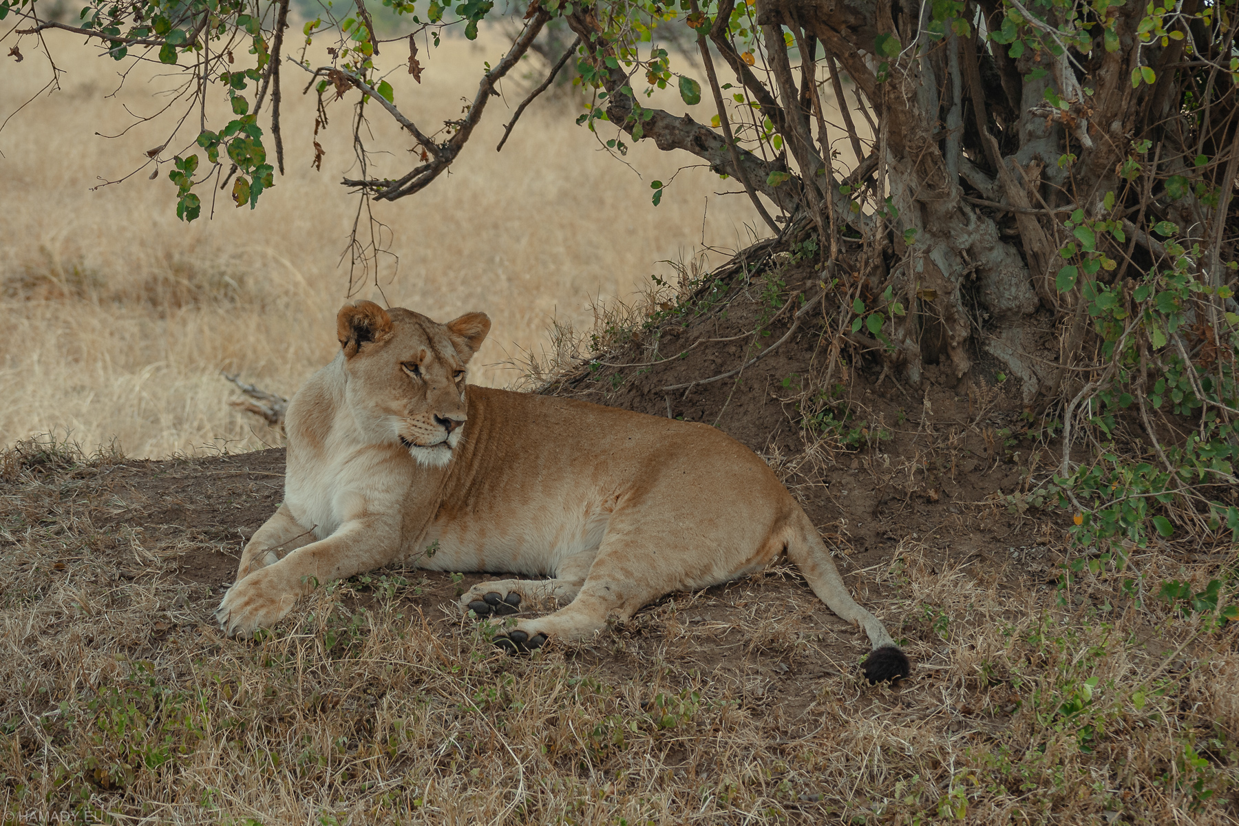 20080712_masaimara-1981