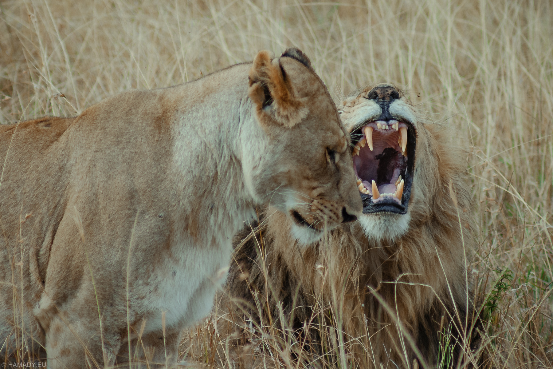 20080712_masaimara-2012