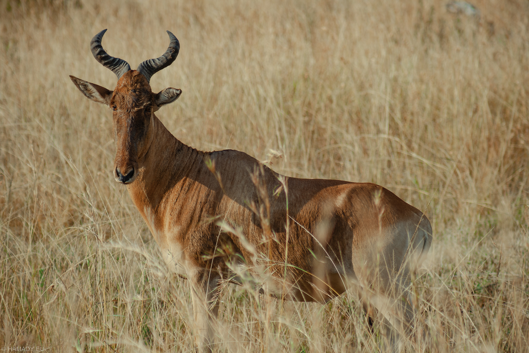 20080712_masaimara-2023