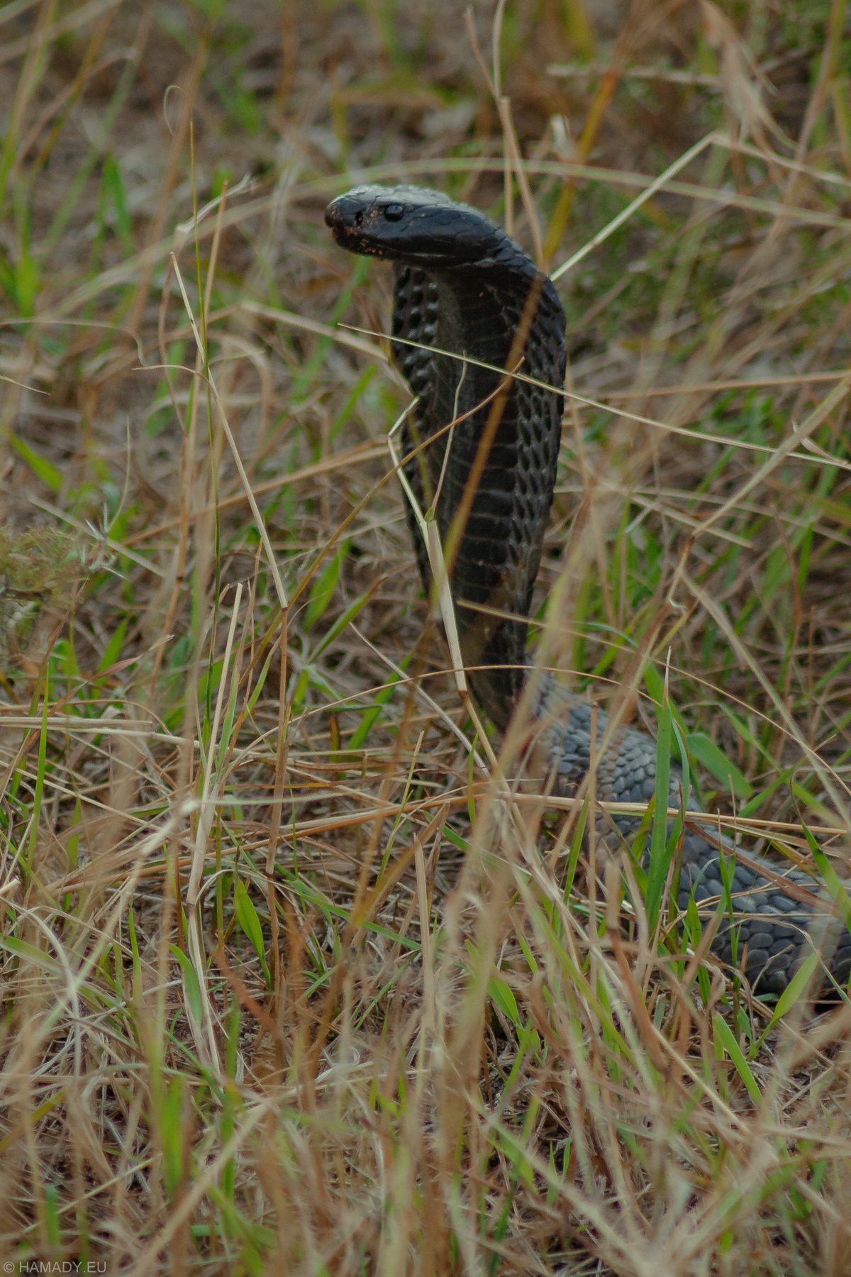 20080712_masaimara-1968