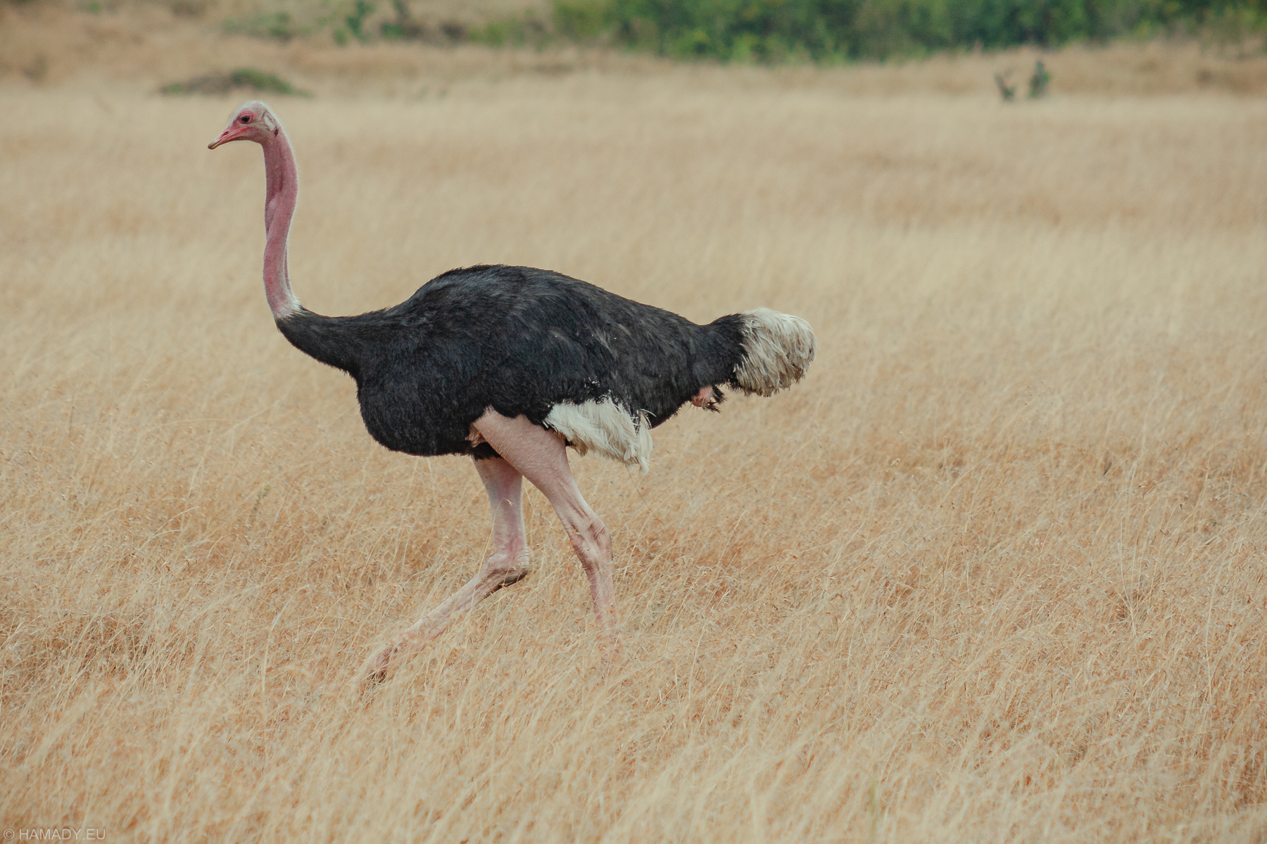 20080712_masaimara-1976