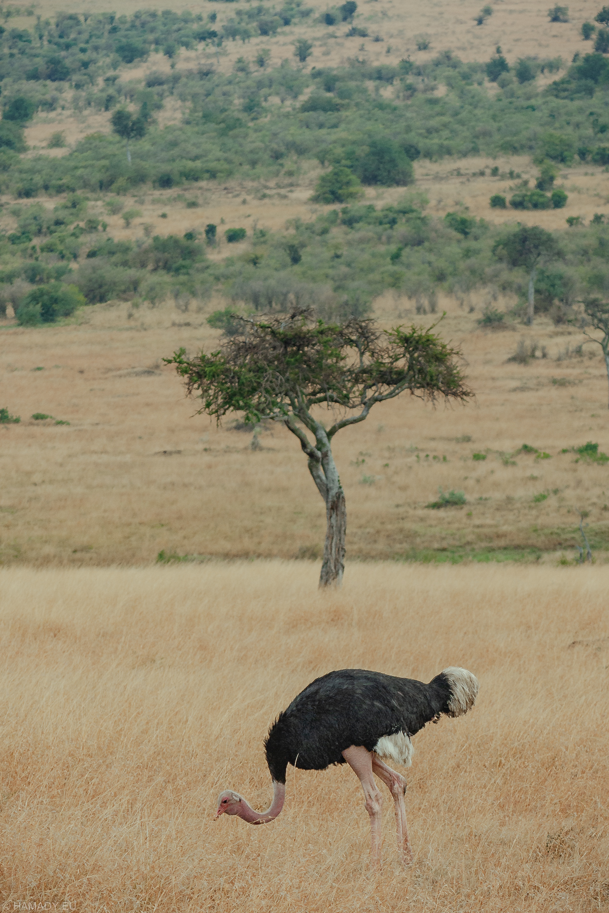 20080712_masaimara-1978