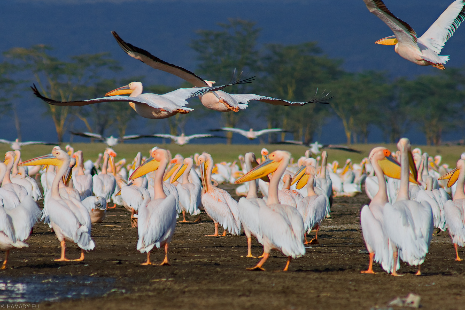 20080715_nakuru-