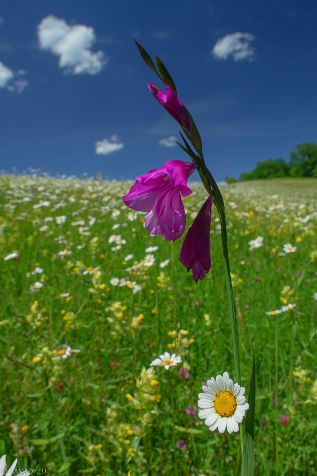 20180606_goshavank-5330
